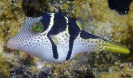 Canthigaster valentini