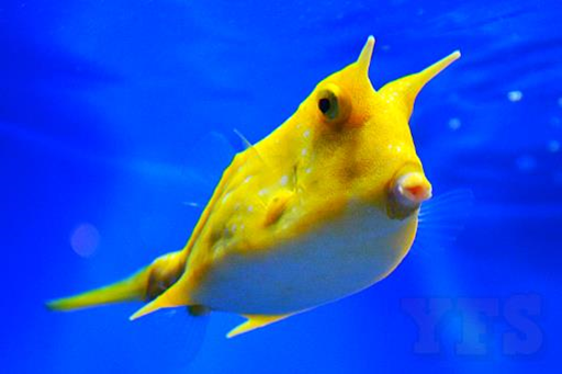 Lactoria cornuta