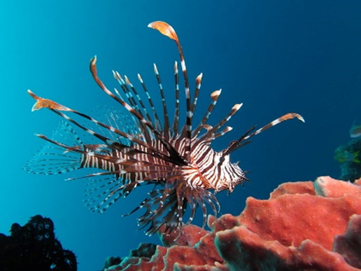 Pterois miles