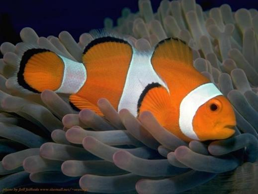 Amphiprion ocellaris