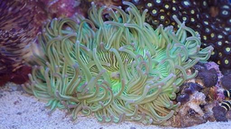 Macrodactyla doreensis